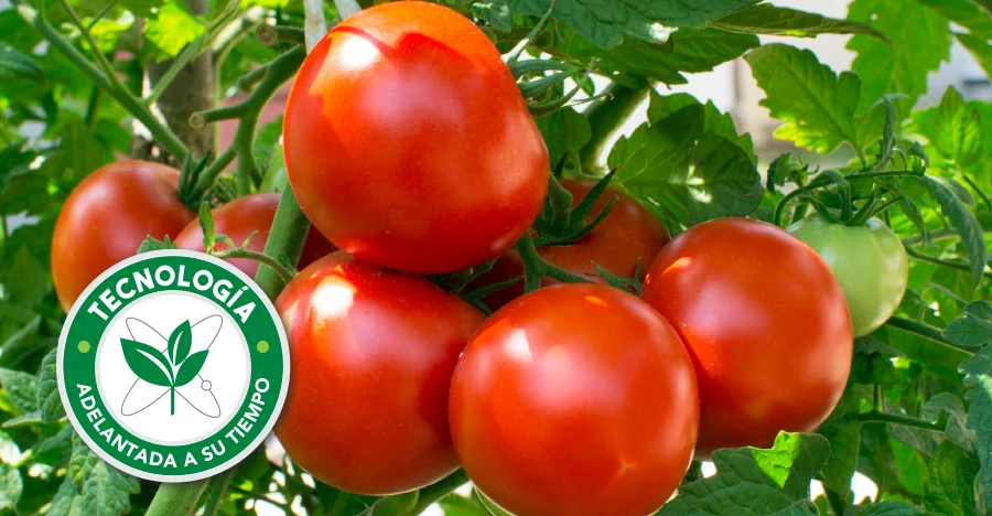 Imagen tomates