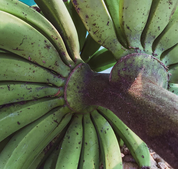 Banano Powmyl