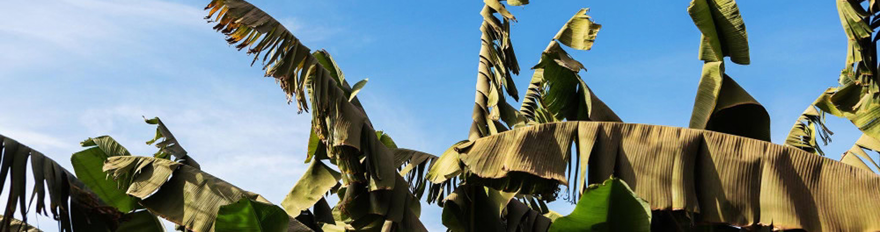 Campo banano