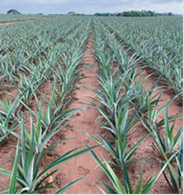Cultivo de piña