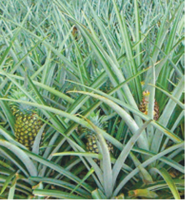 Planta de piña