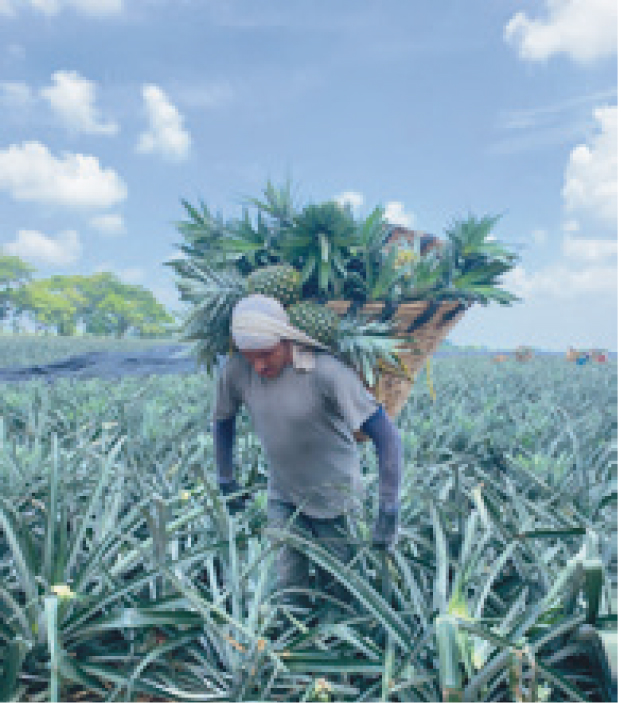 Planta de piña