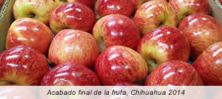 Manzanas saludables